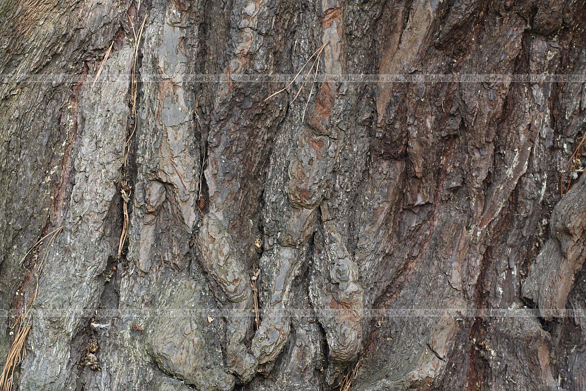 Pinus radiata Monterey Pine