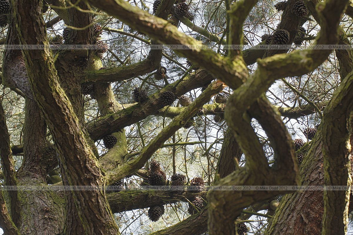 Pinus radiata Monterey Pine