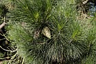 Pinus radiata Monterey pine