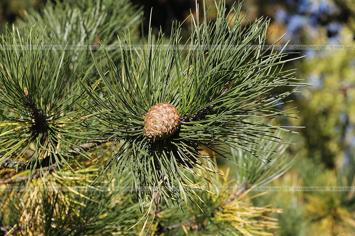 Pinus rigida Pitch pine