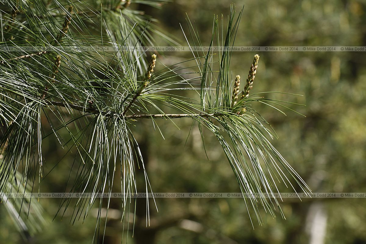 Pinus strobus Weymouth pine