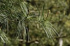 Pinus strobus Weymouth pine