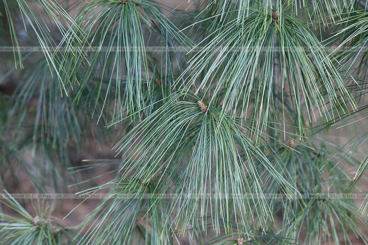 Pinus strobus Weymouth pine