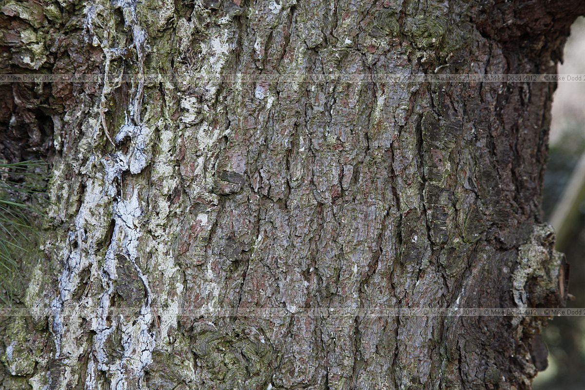 Pinus strobus Weymouth pine