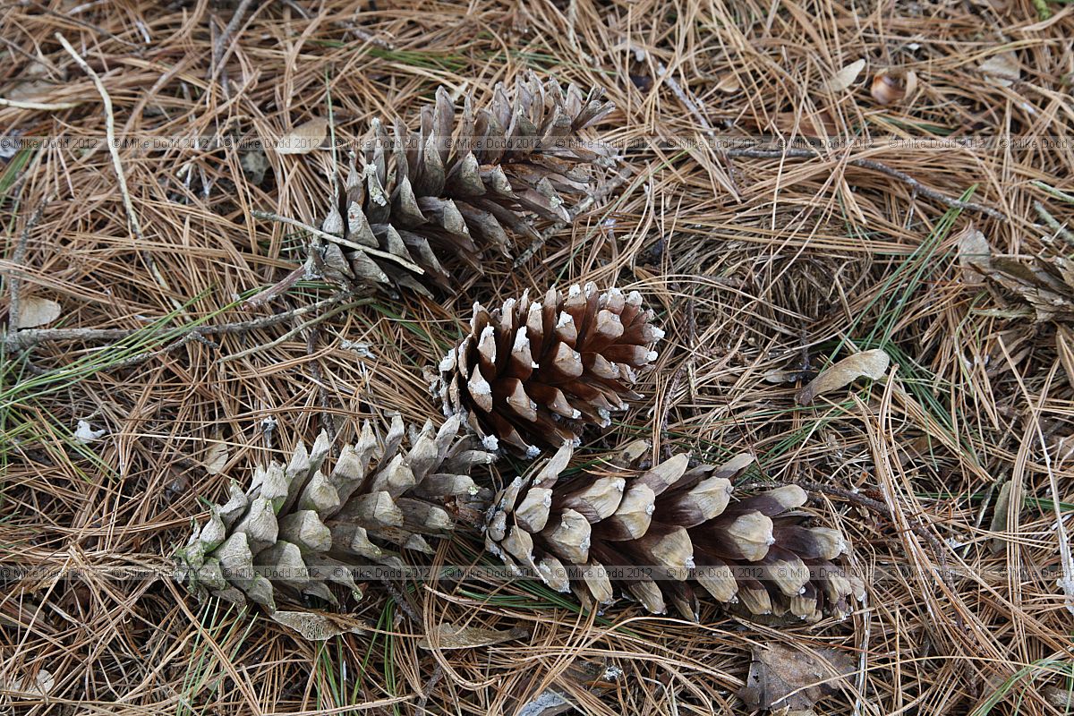 Pinus strobus Weymouth pine