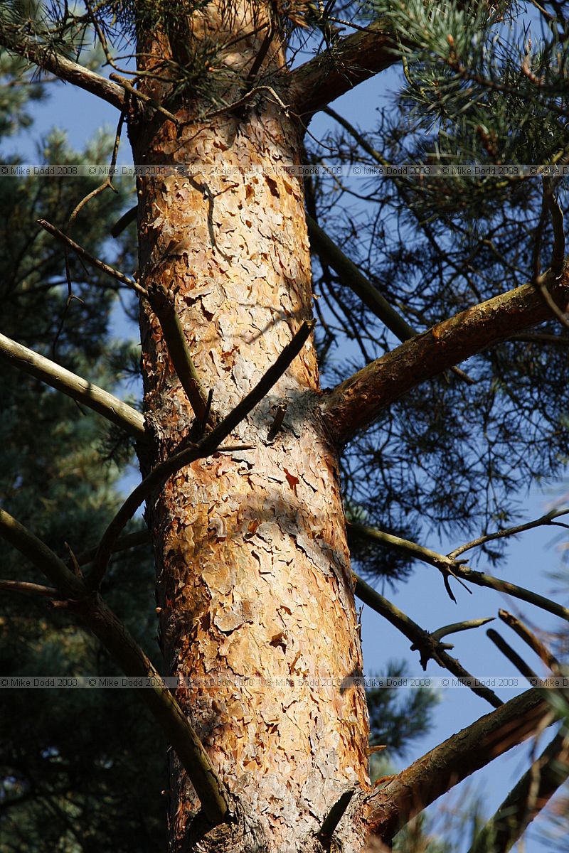 Pinus sylvestris Scots Pine