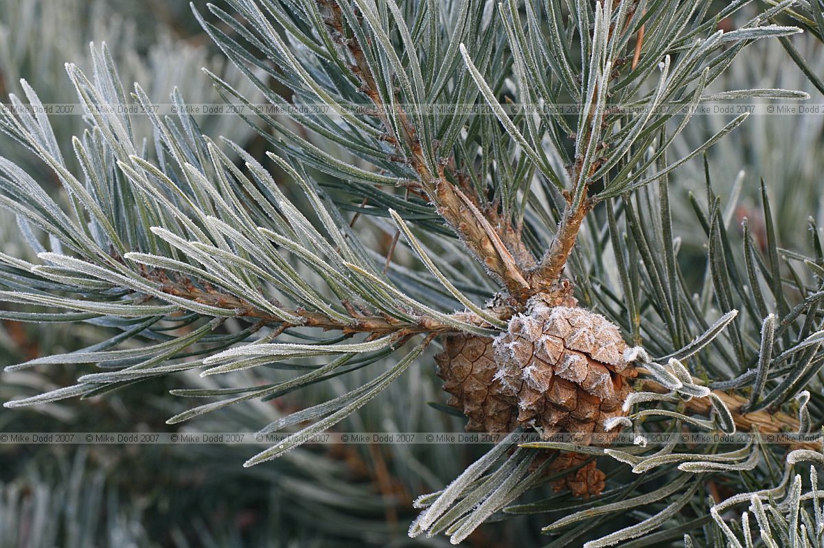 Pinus sylvestris Scots Pine with frost and cone