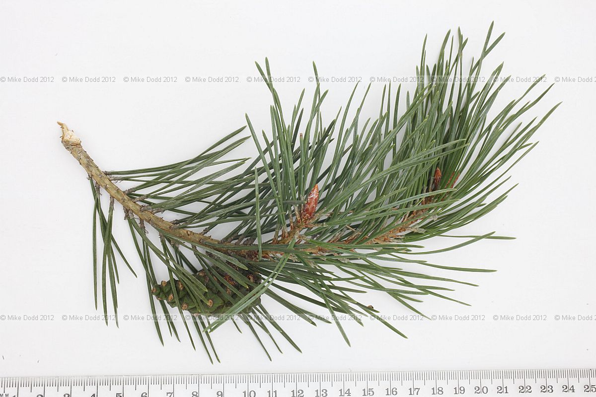 Pinus sylvestris Scots Pine