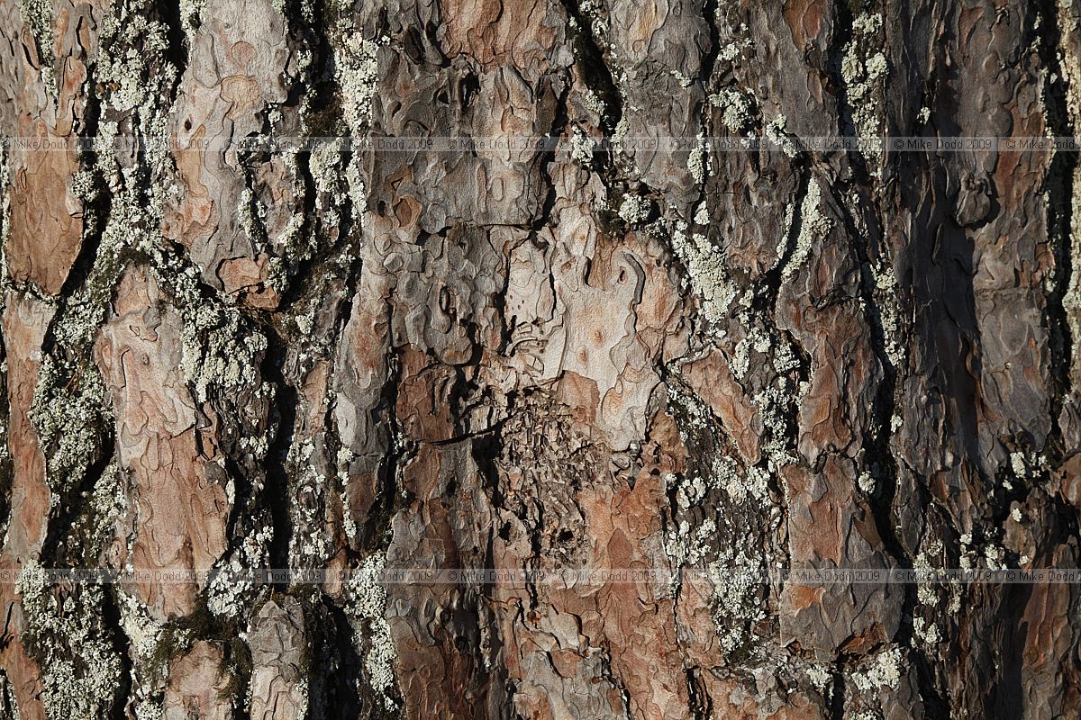 Pinus sylvestris Scots Pine