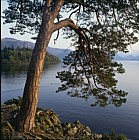 Pinus sylvestris Scots Pine at friars crag Derwentwater lake district