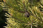 Pinus sylvestris 'Aurea' Golden scots pine