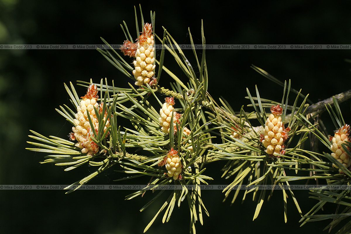 Pinus sylvestris 'Aurea' Golden Scots Pine