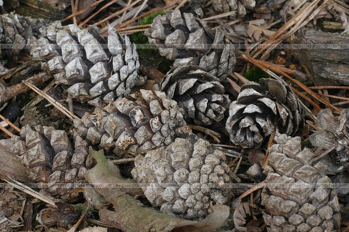 Pinus sylvestris scots pine cones