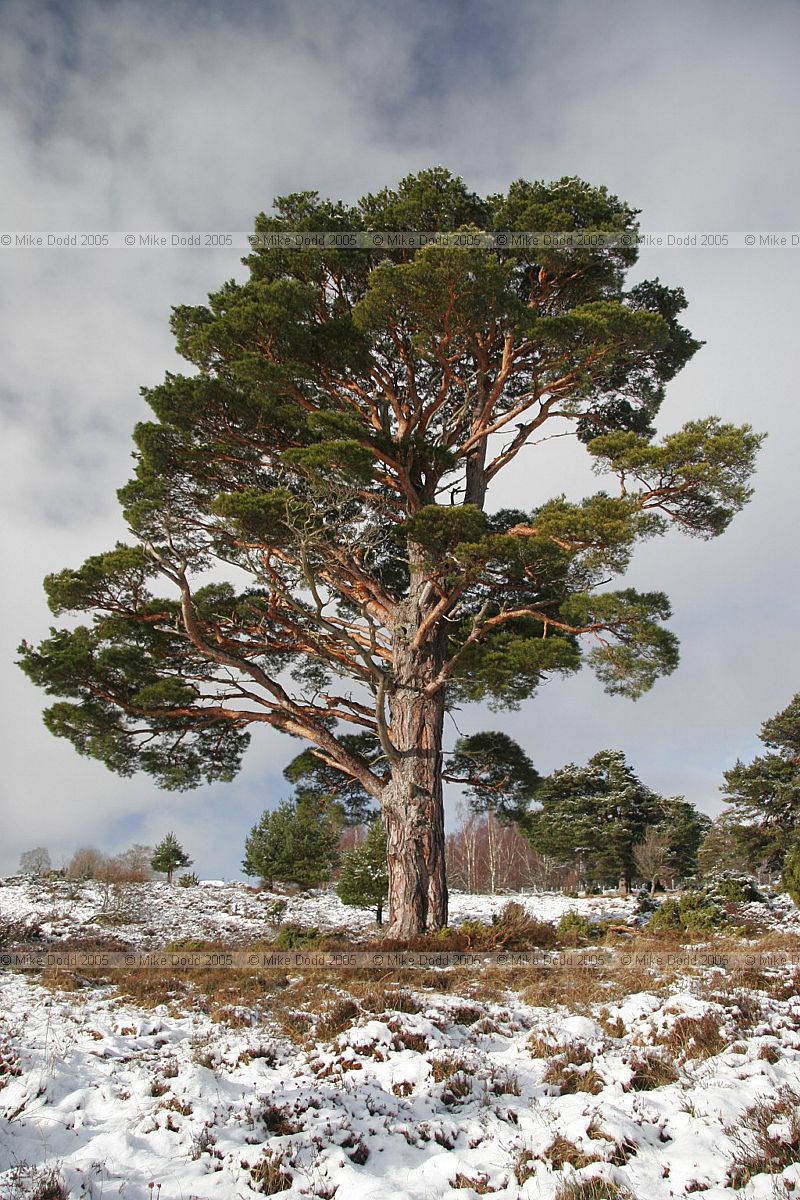 Pinus sylvestris Scots pine with snow Upper Tullochgrue