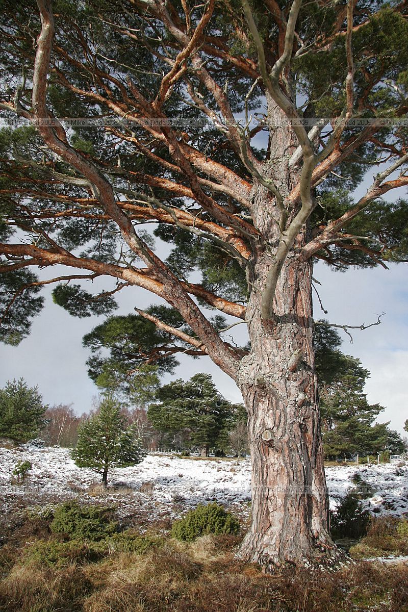 Pinus sylvestris Scots pine with snow Upper Tullochgrue