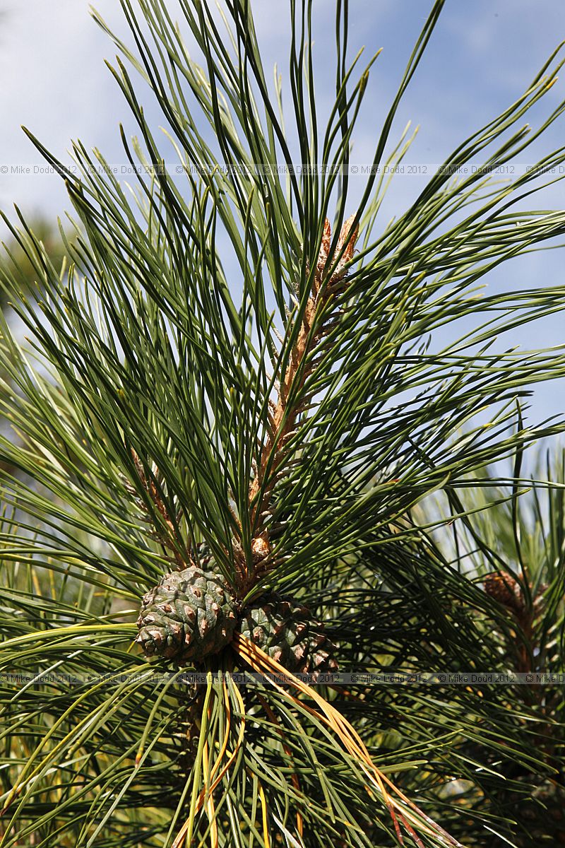 Pinus tabuliformis var mukdensis