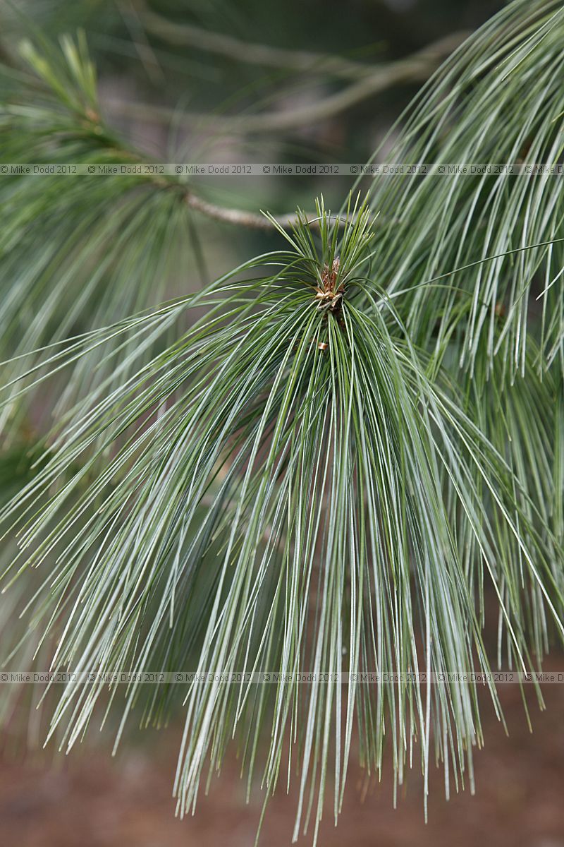 Pinus wallichiana Butan pine