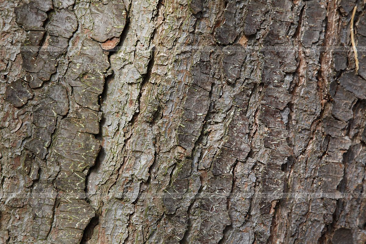 Pinus wallichiana Butan pine