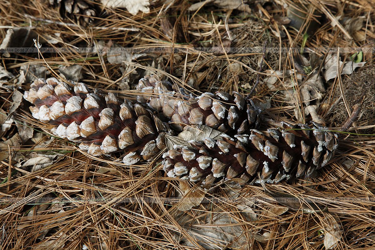 Pinus wallichiana Butan pine