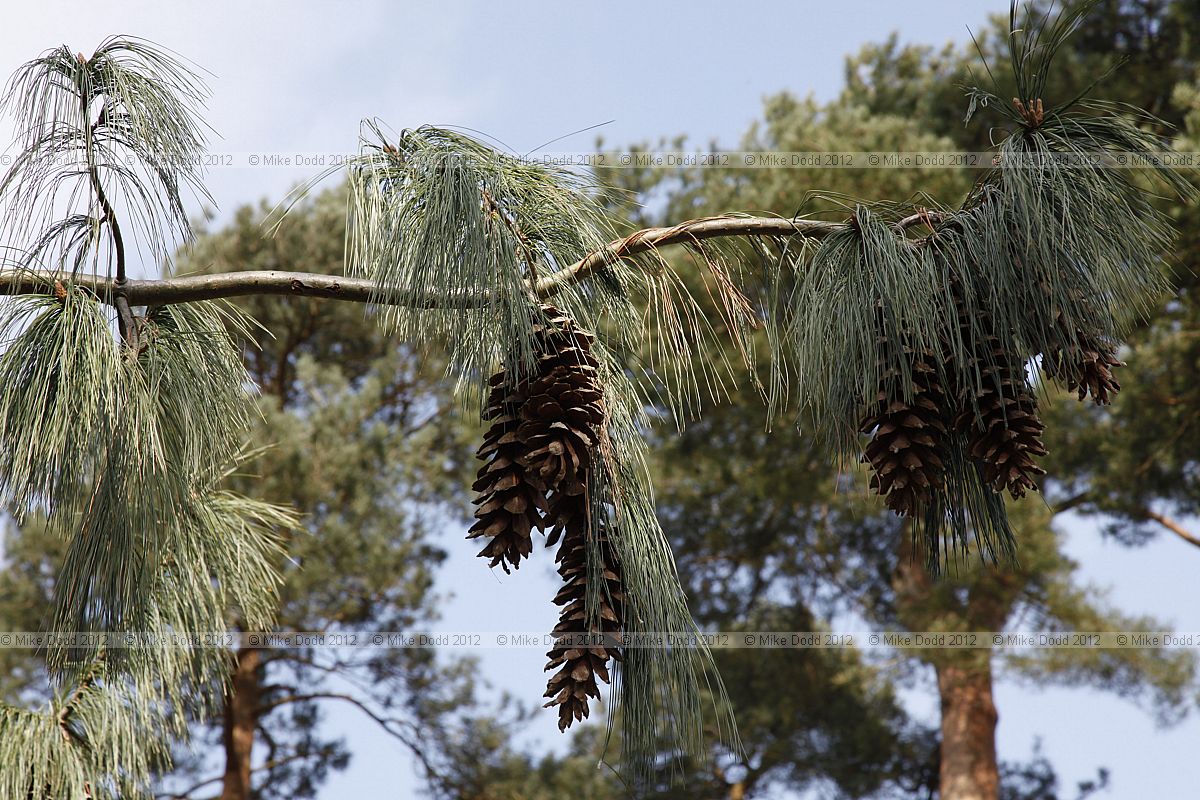 Pinus wallichiana Butan pine