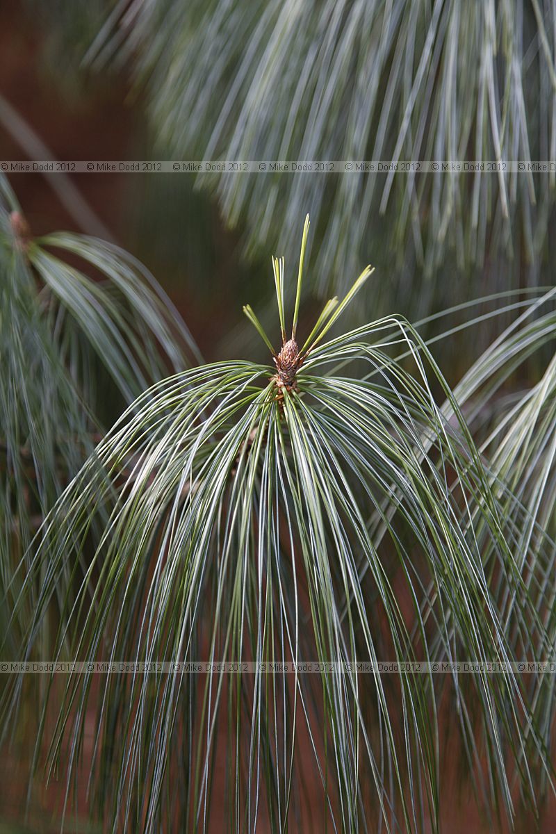 Pinus wallichiana Butan pine