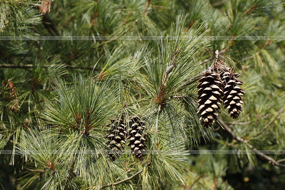 Pinus wallichiana Butan pine