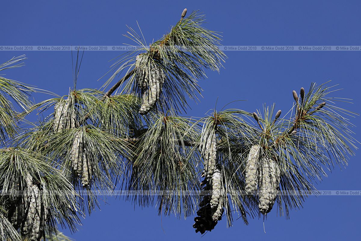 Pinus wallichiana Bhutan pine