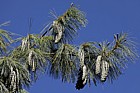 Pinus wallichiana Bhutan pine