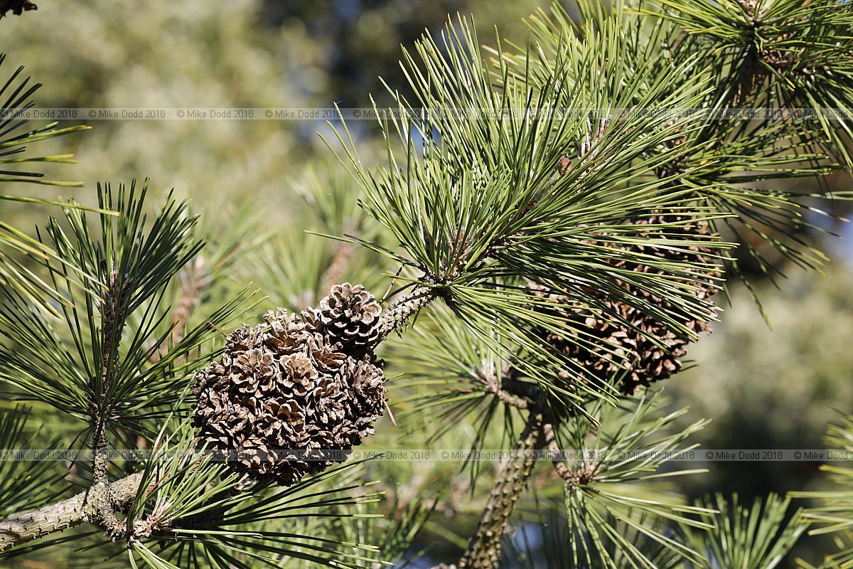 Pinus x densithunbergii