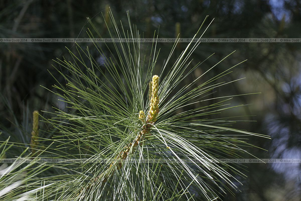 Pinus x holfordiana Holford pine