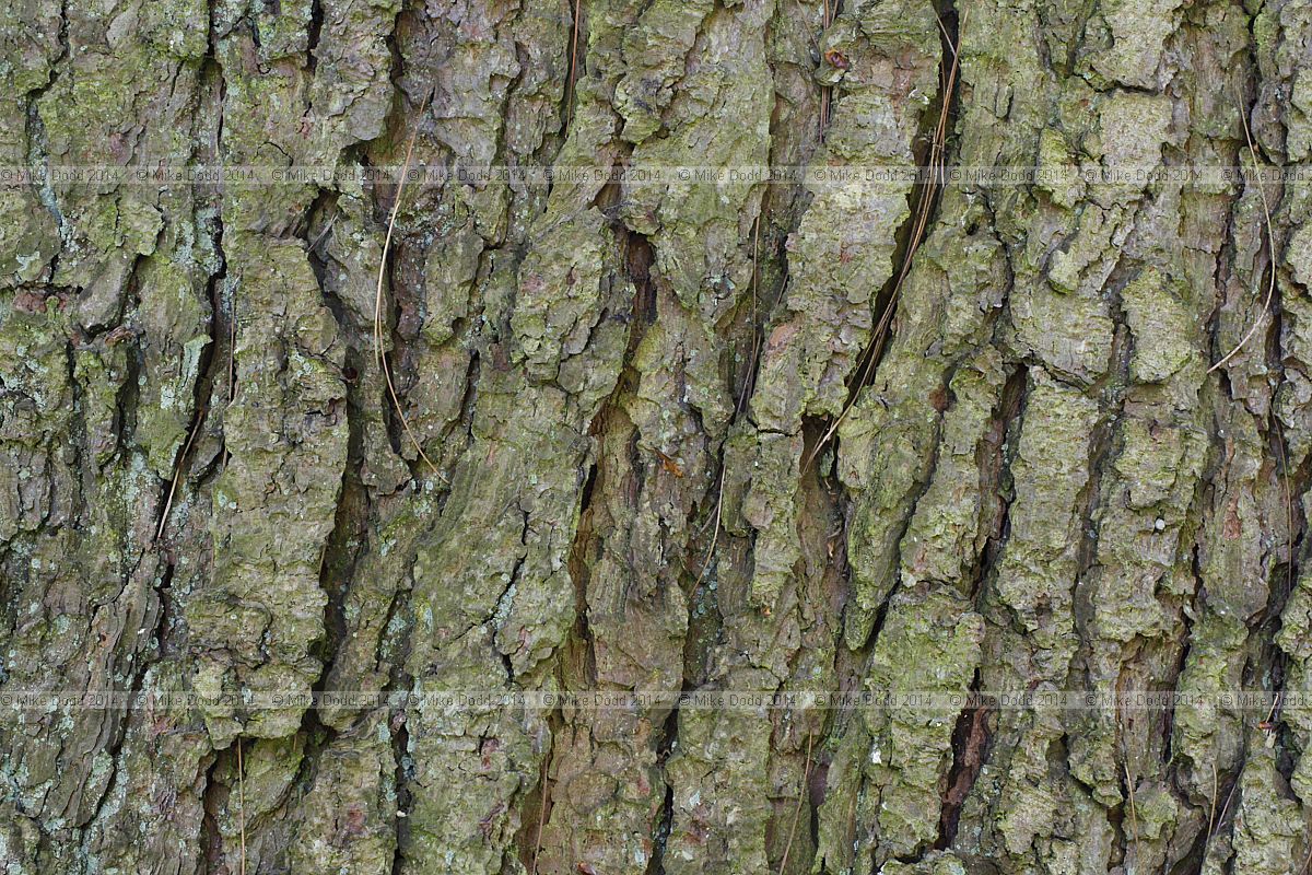 Pinus x holfordiana Holford pine