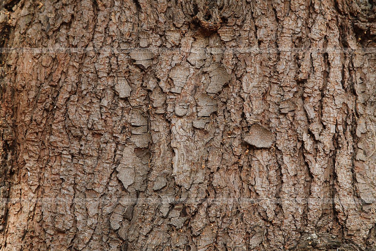 Pinus x holfordiana Holford pine