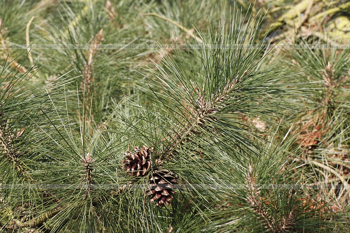 Pinus yunnanensis var yunnanensis Yunnan Pine