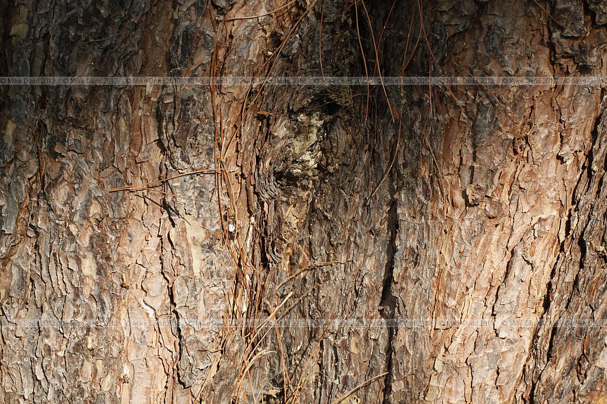 Pinus yunnanensis var yunnanensis Yunnan Pine