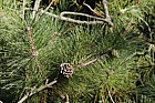 Pinus yunnanensis var. yunnanensis Yunnan Pine