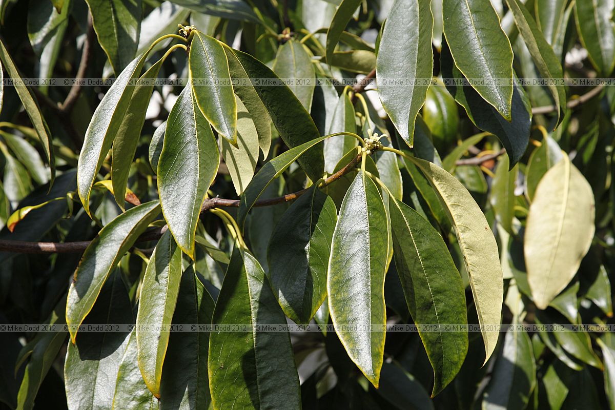 Pittosporum adaphniphylloides