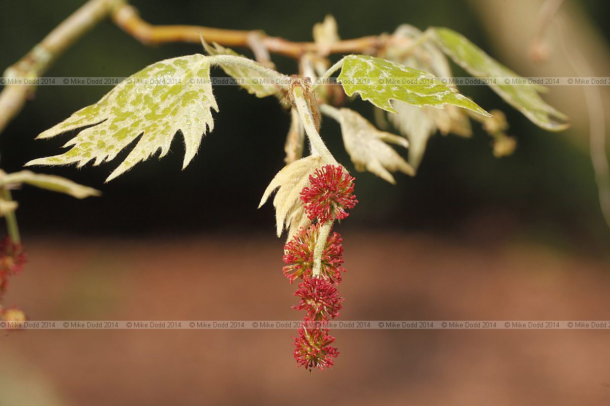 Platanus orientalis Oriental plane
