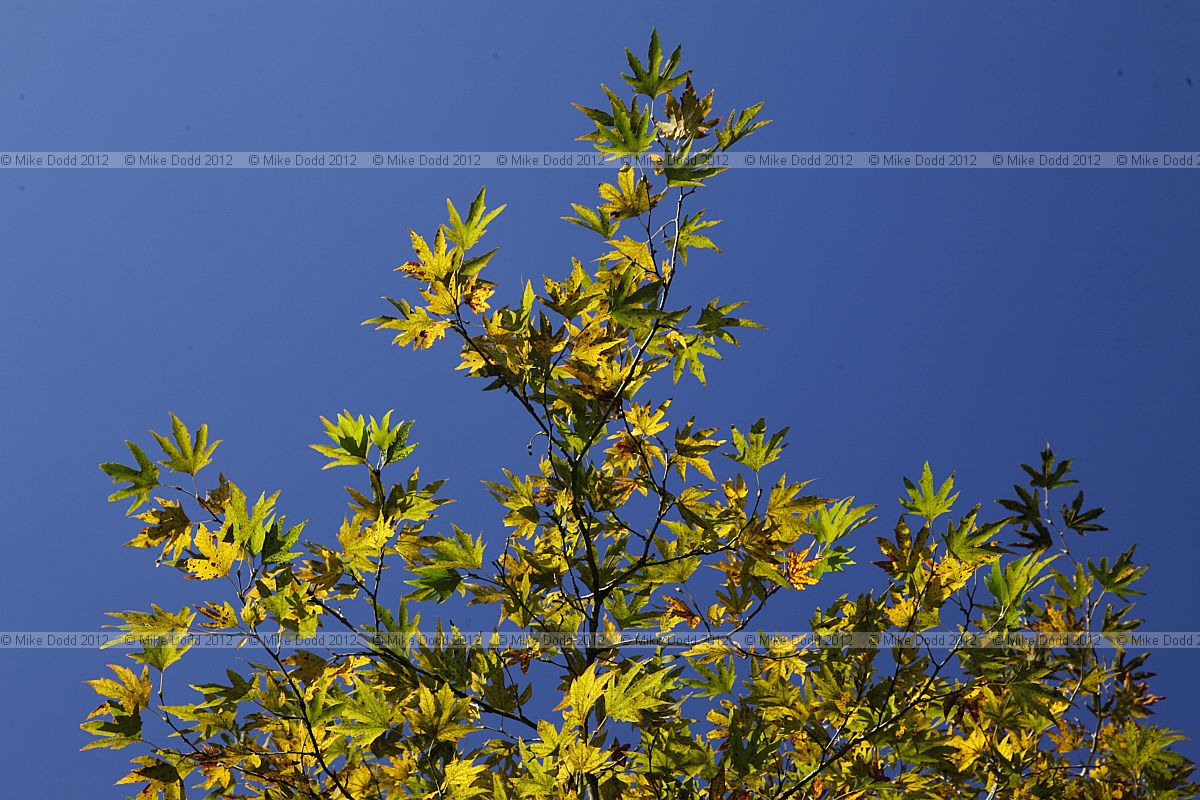Platanus orientalis Oriental Plane