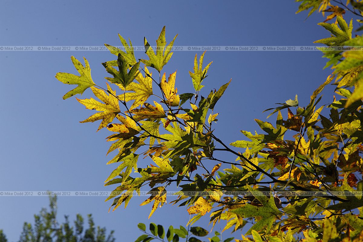Platanus orientalis Oriental Plane