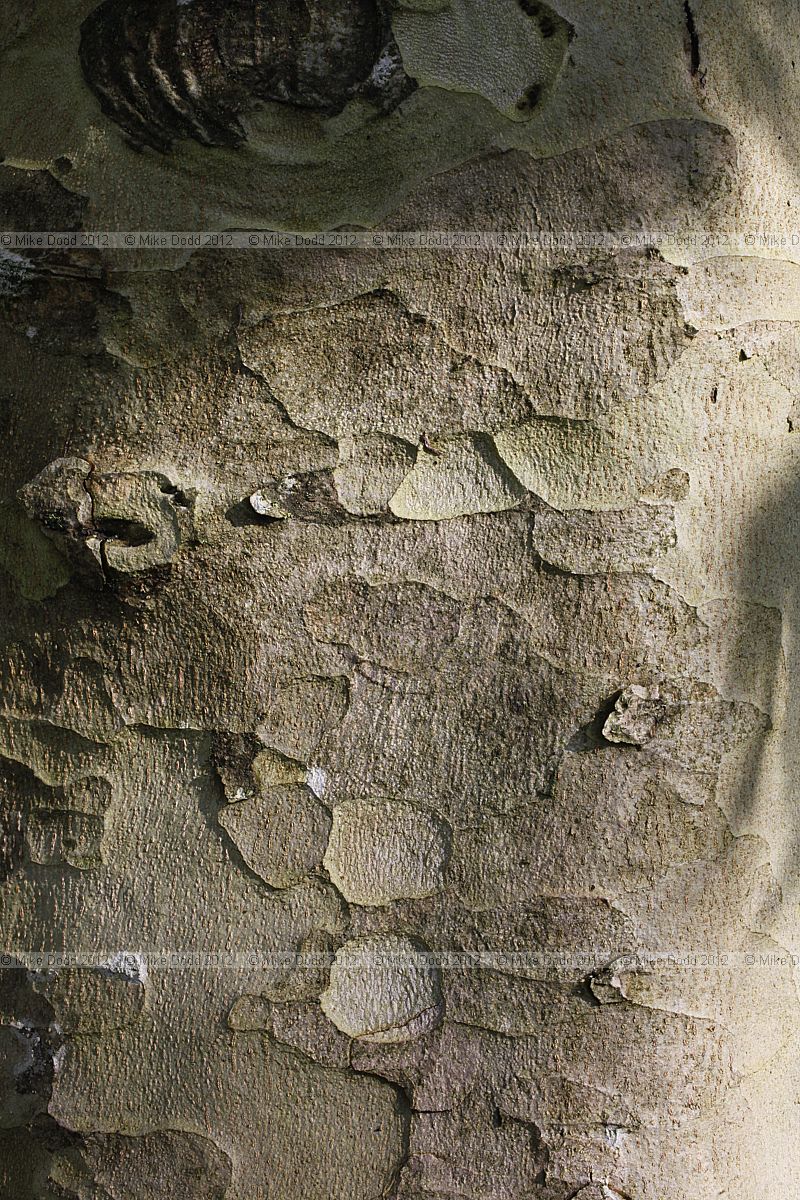 Platanus orientalis Oriental Plane