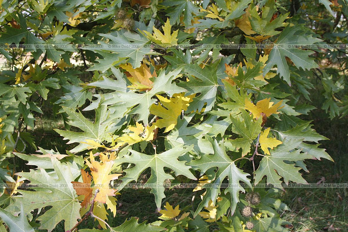 Platanus orientalis Oriental Plane