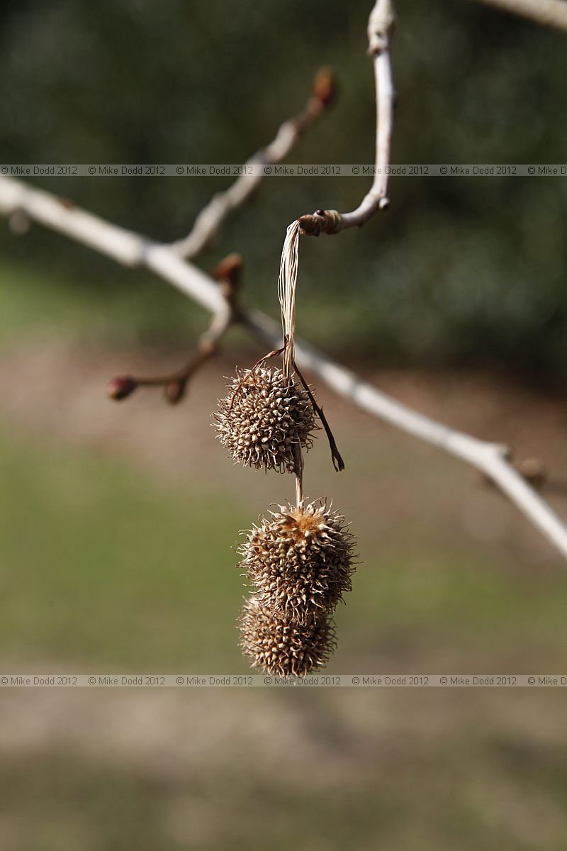 Platanus orientalis Oriental Plane