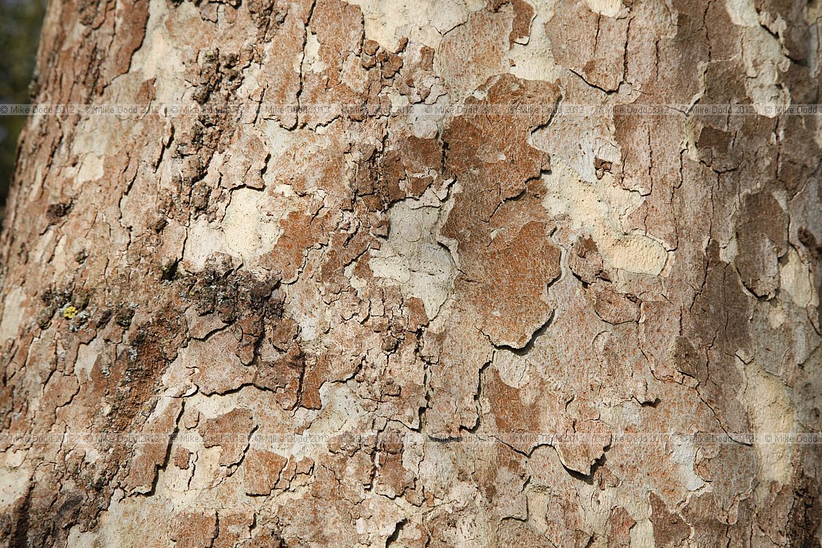 Platanus orientalis Oriental Plane