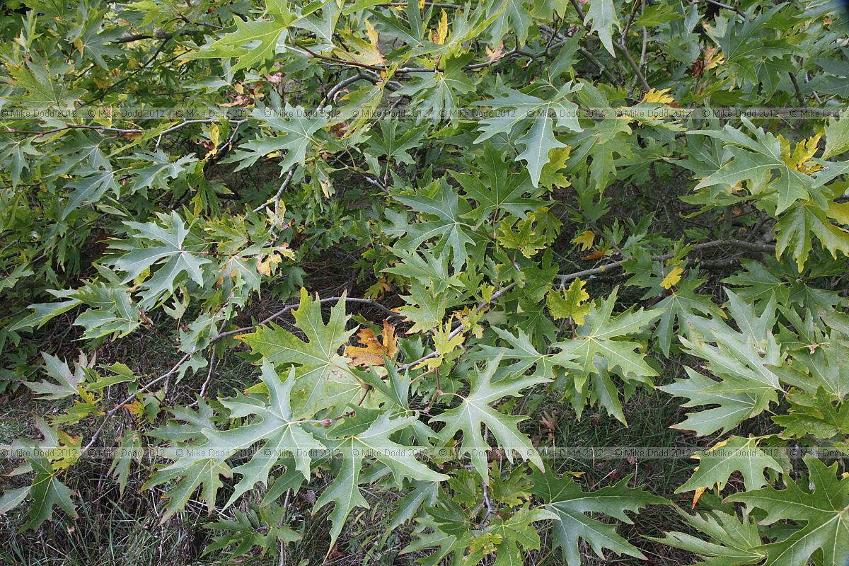 Platanus orientalis Oriental Plane