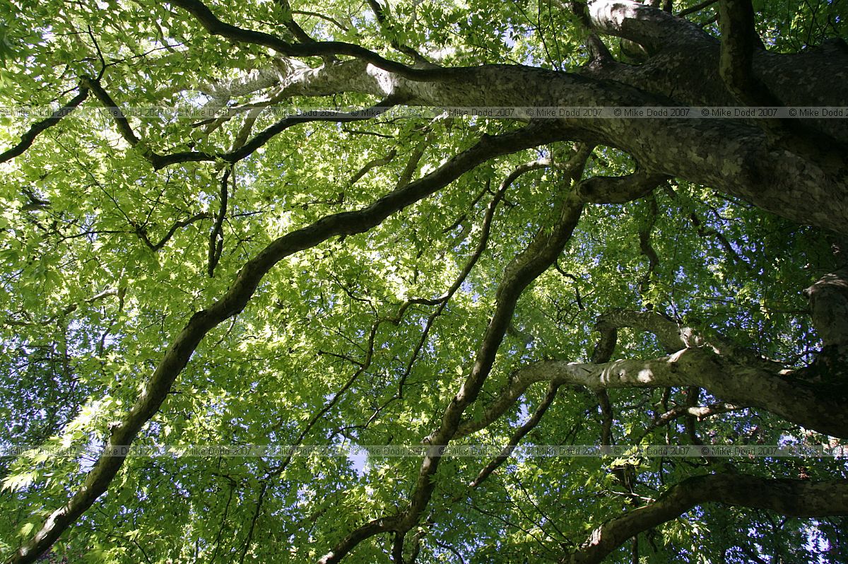 Platanus orientalis Oriental Plane