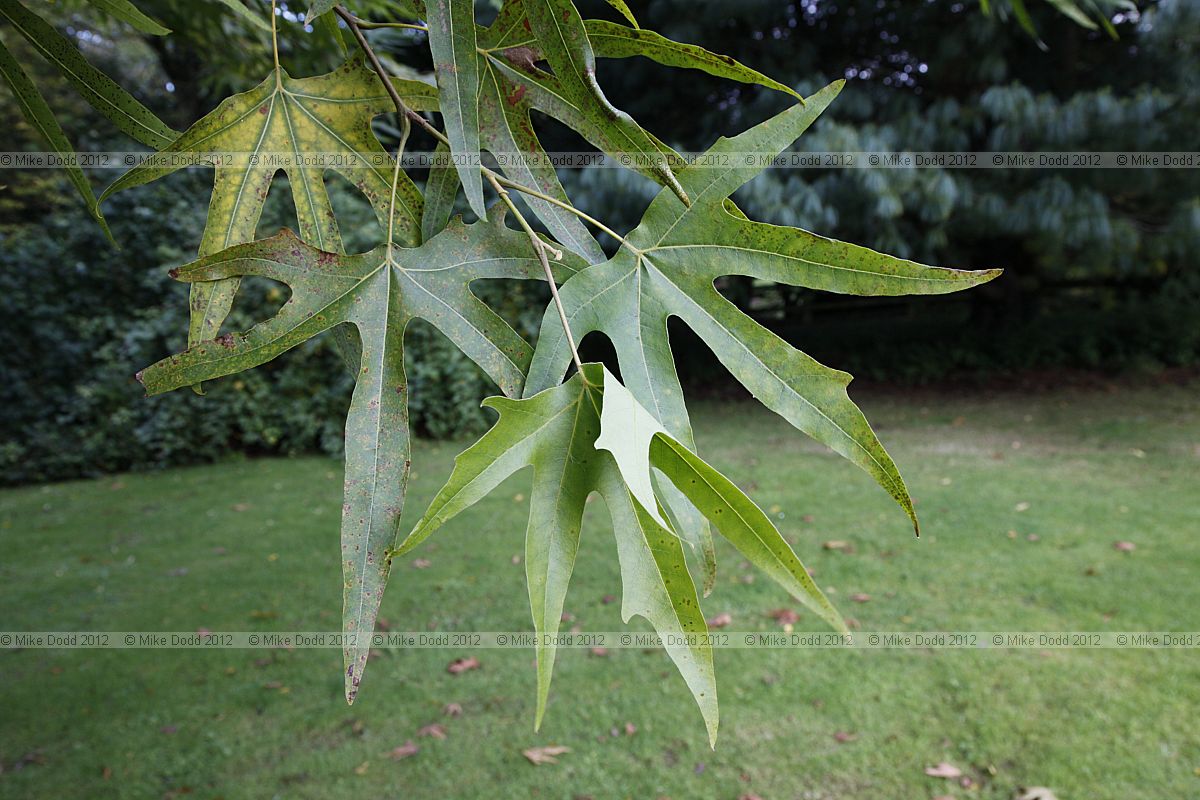 Platanus orientalis insularis