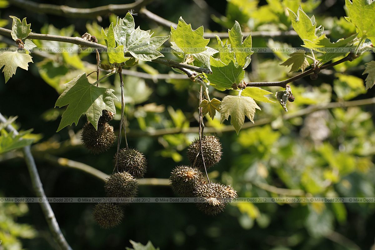 Platanus x hispanica London Plane