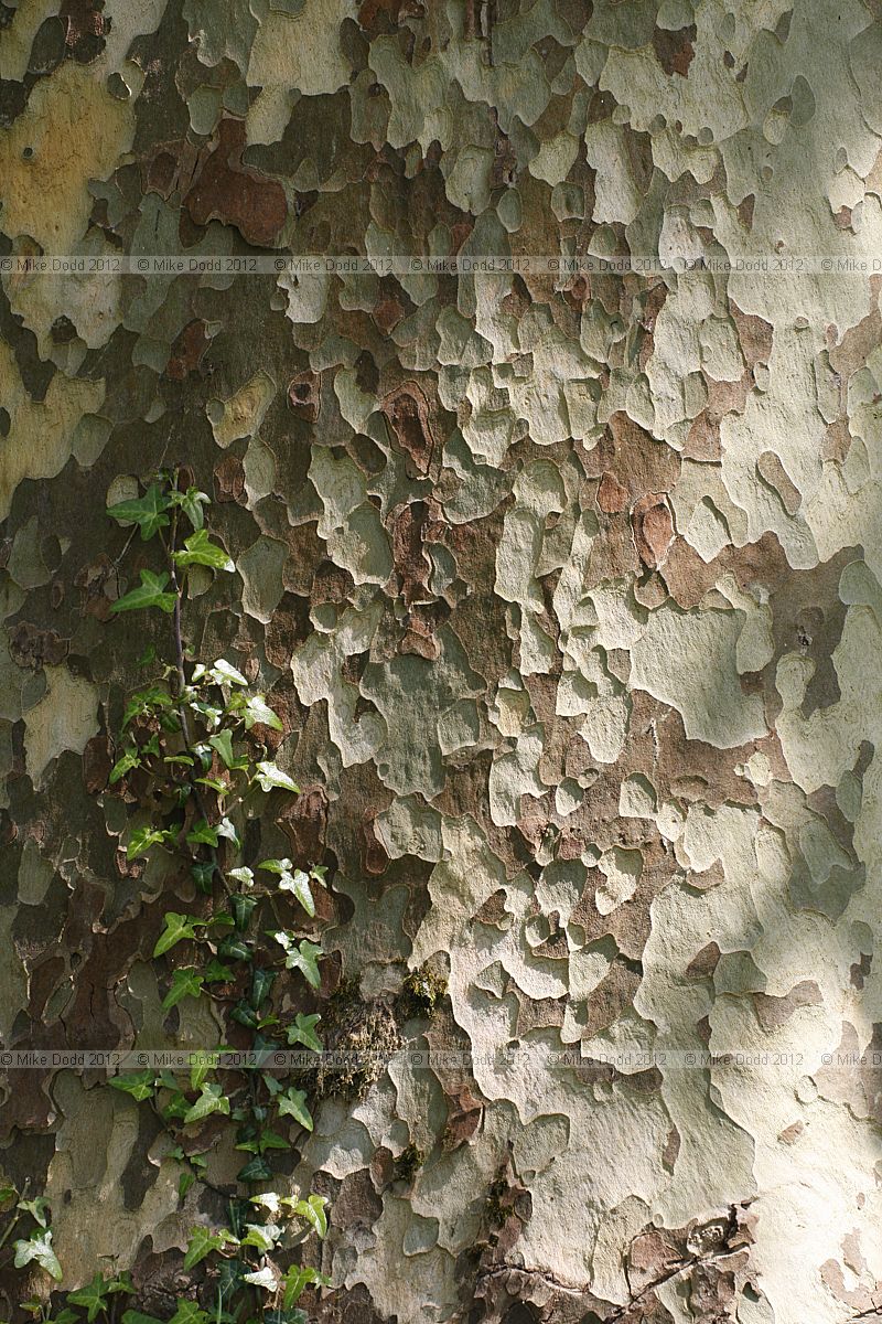 Platanus x hispanica London Plane