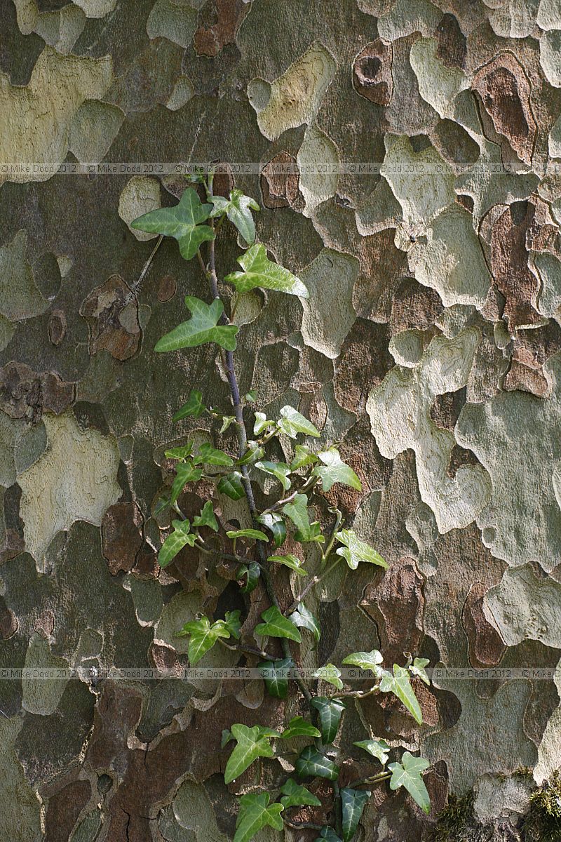 Platanus x hispanica London Plane