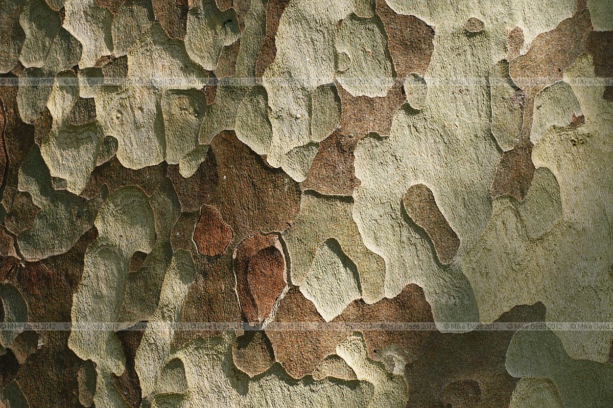 Platanus x hispanica London Plane